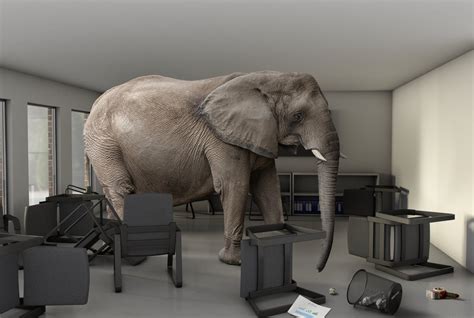 elephant rooms|elephants in the room meaning.